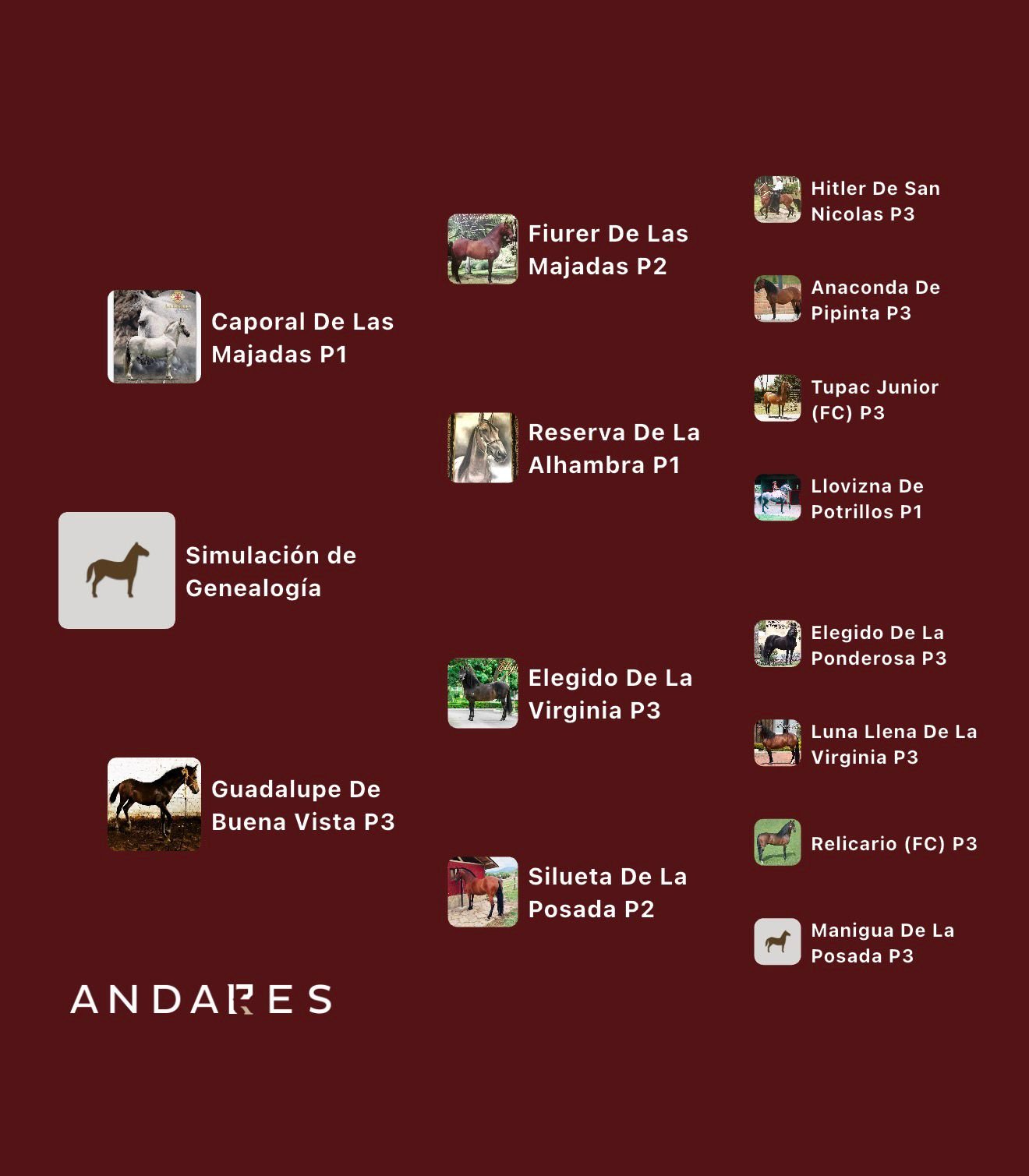 Caporal de Las Majadas (P1) × Guadalupe de Buena Vista (P3)